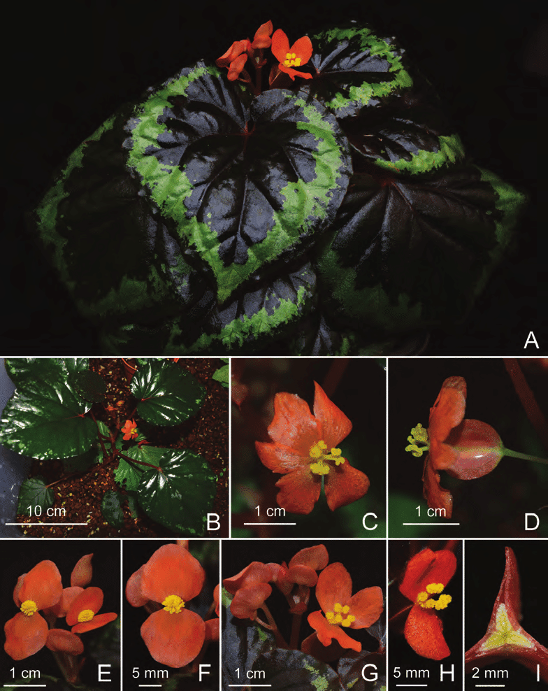 B. ignita